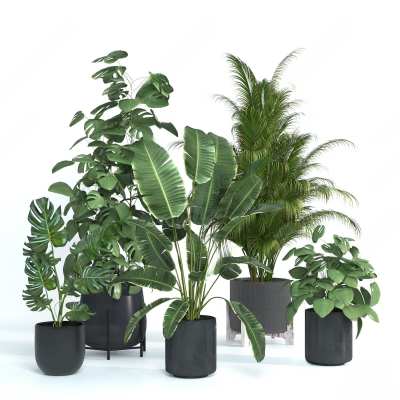 绿植盆栽3D模型下载